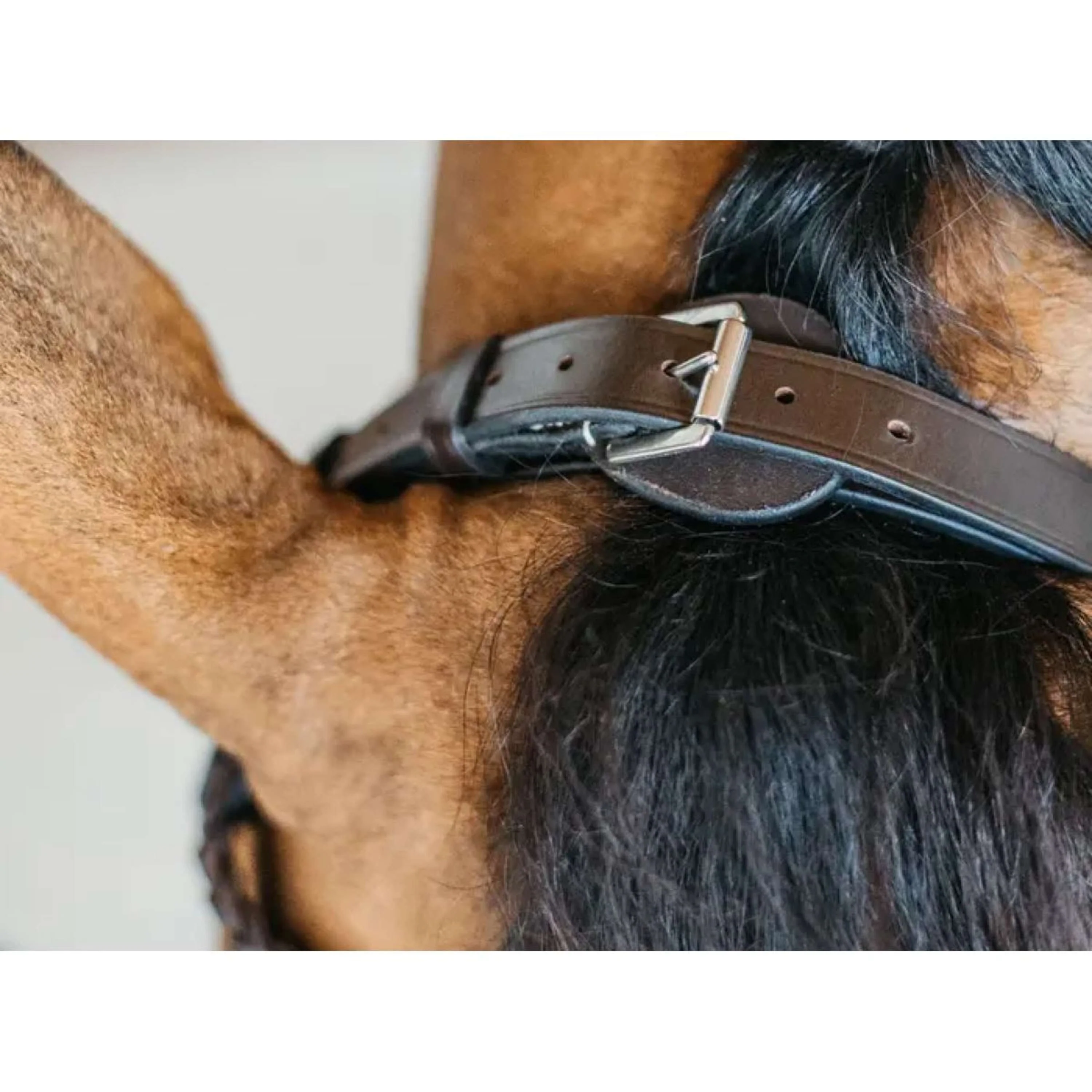 Dyon Briglia Training Marrone - Image 4