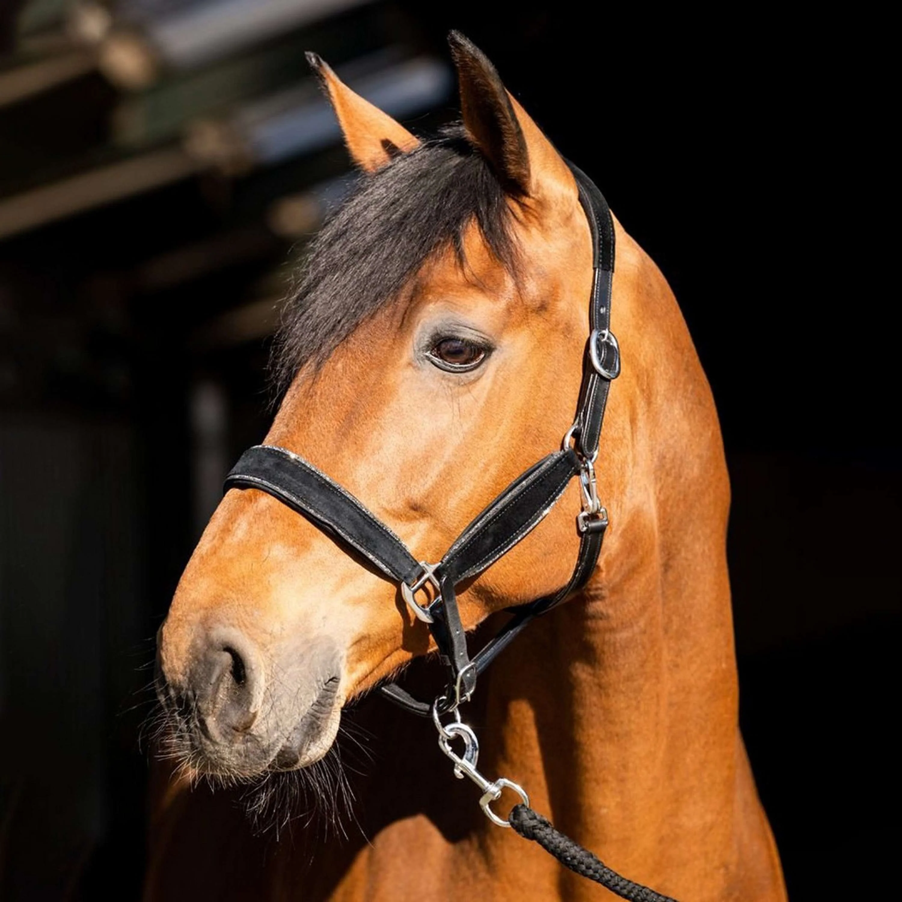 HB Capezzina Wisconsin Nero Argento - Image 3