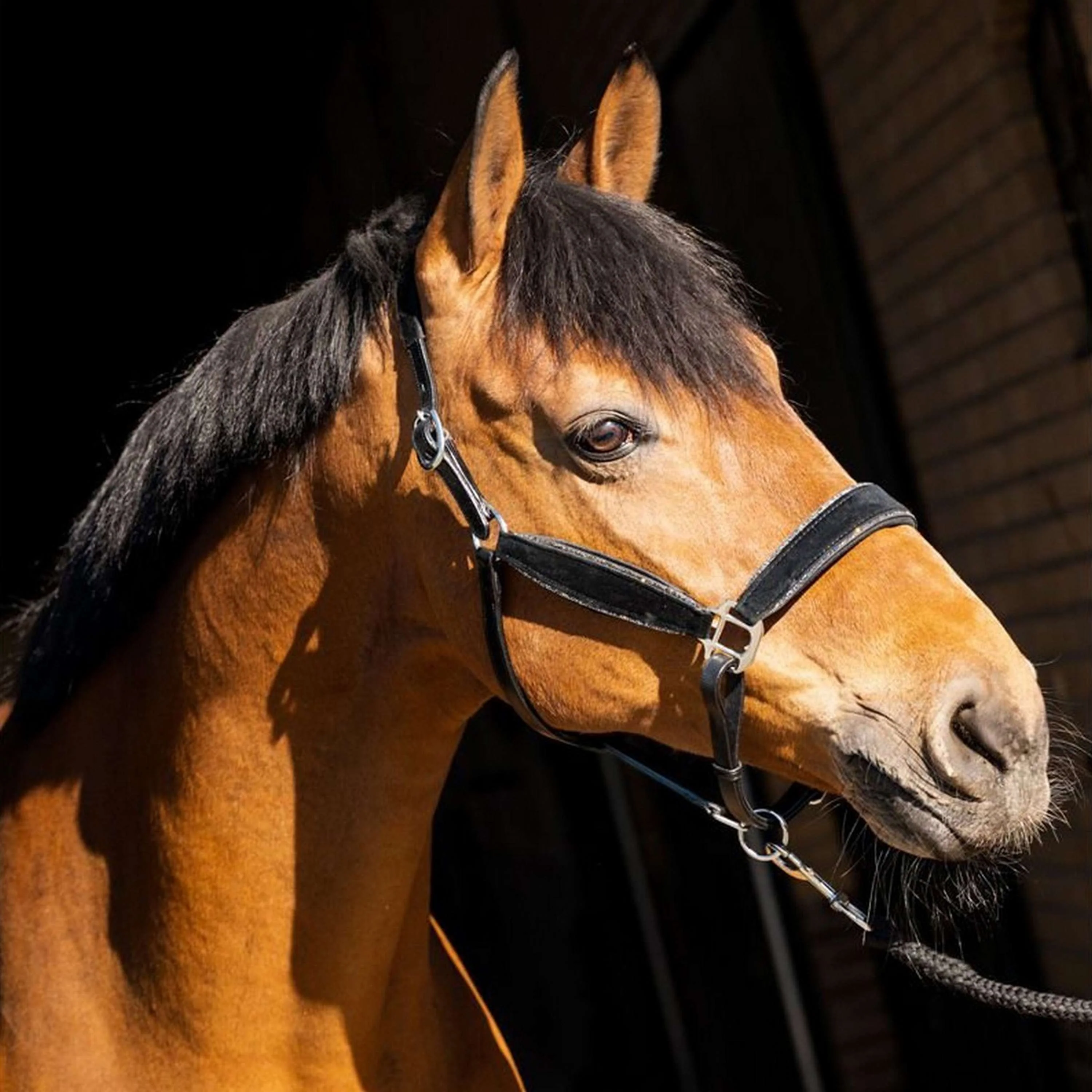 HB Capezzina Wisconsin Nero Argento - Image 4