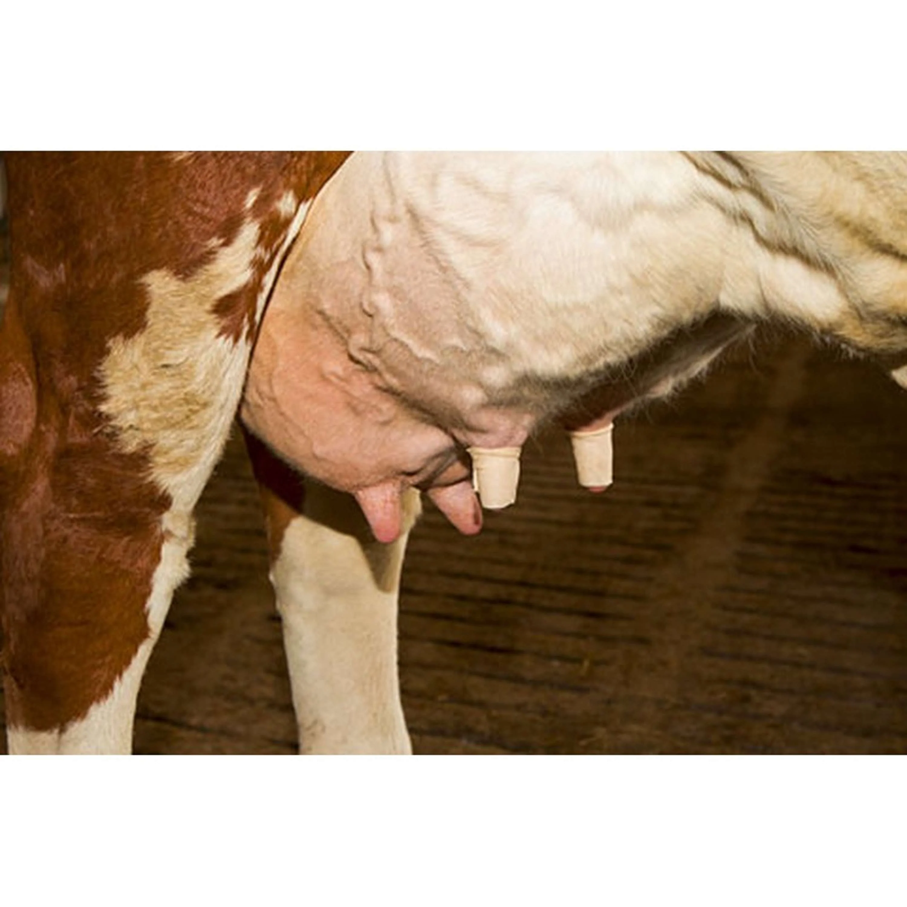 Kerbl Benda per capezzoli Udderosoft - Image 4