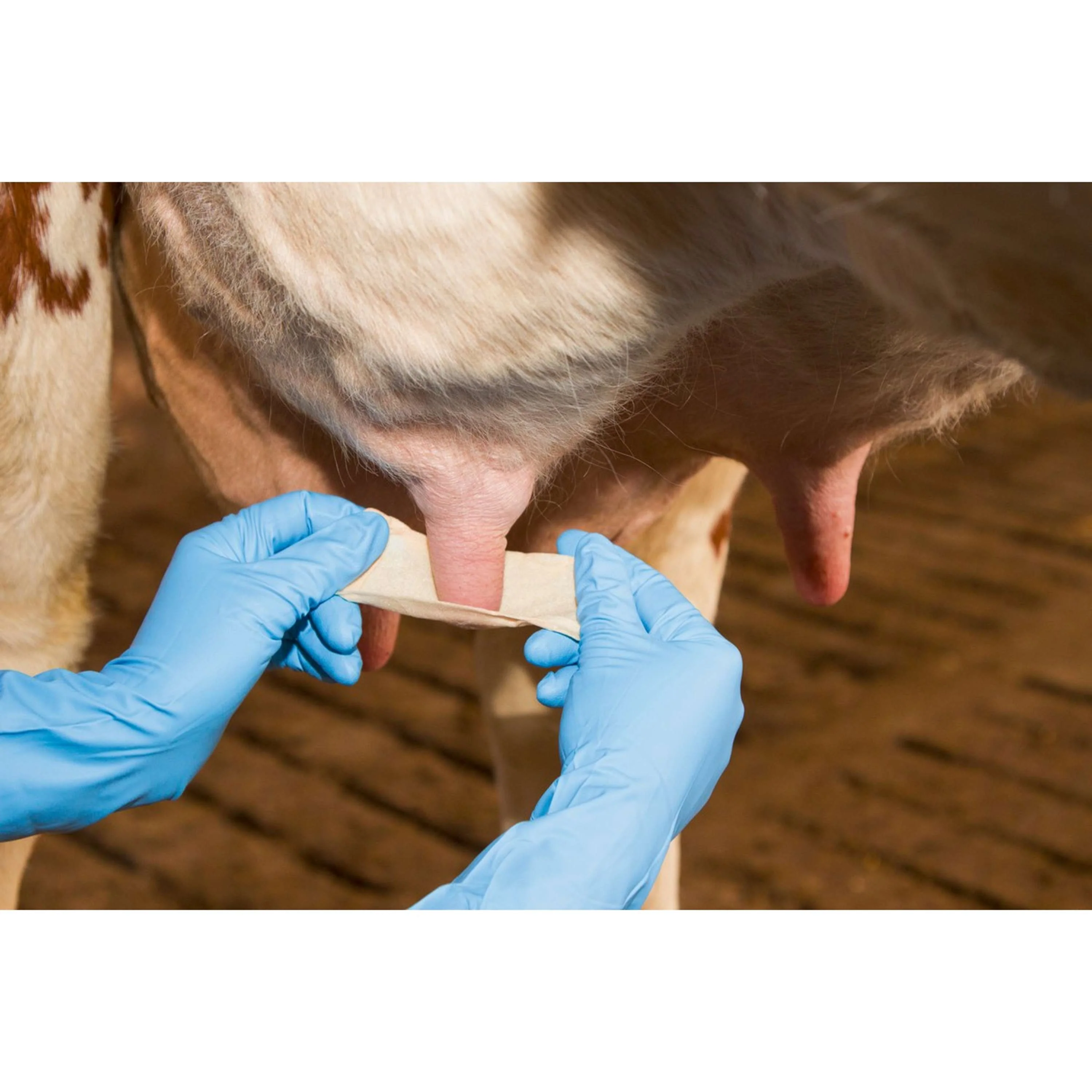 Kerbl Benda per capezzoli Udderosoft - Image 8