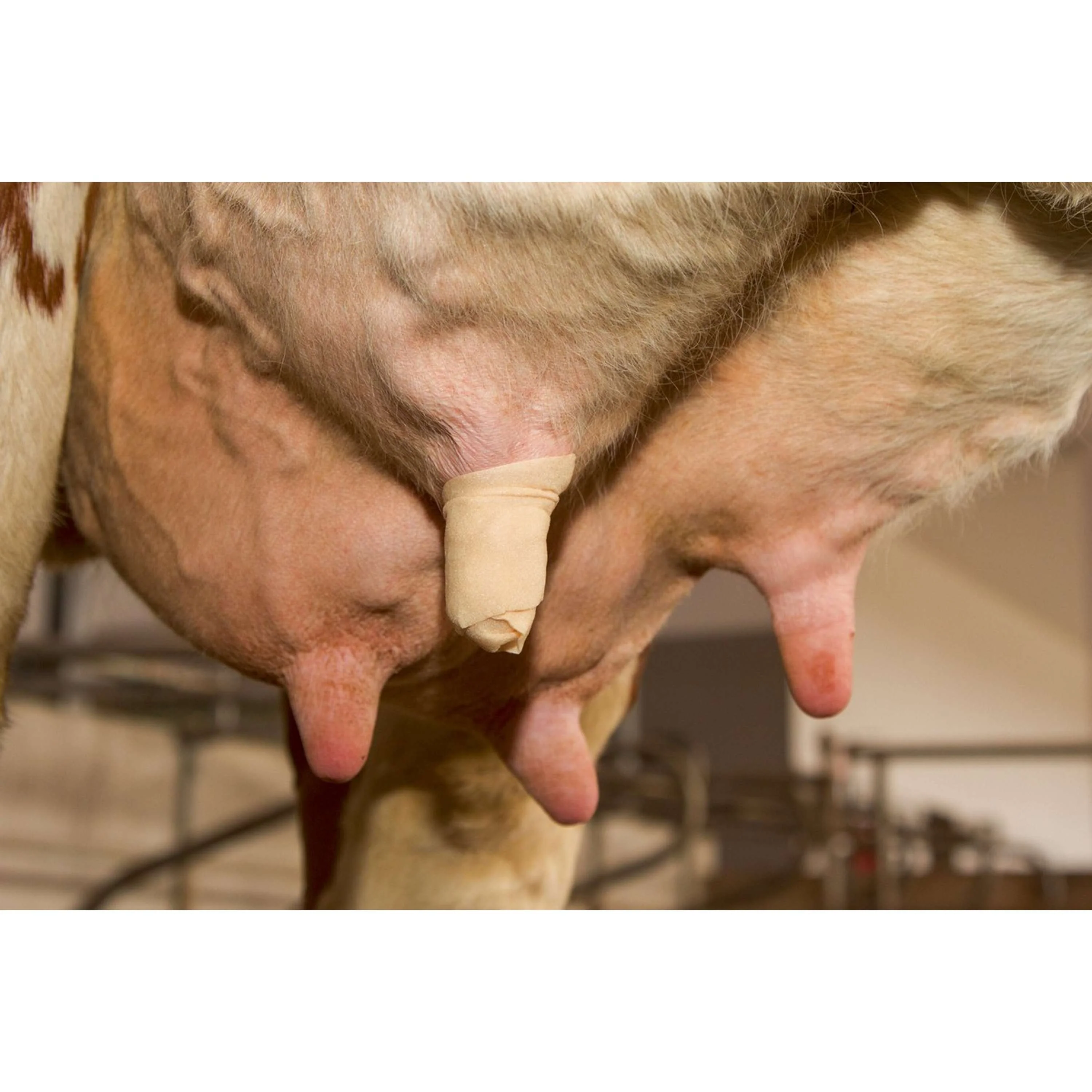 Kerbl Benda per capezzoli Udderosoft - Image 9