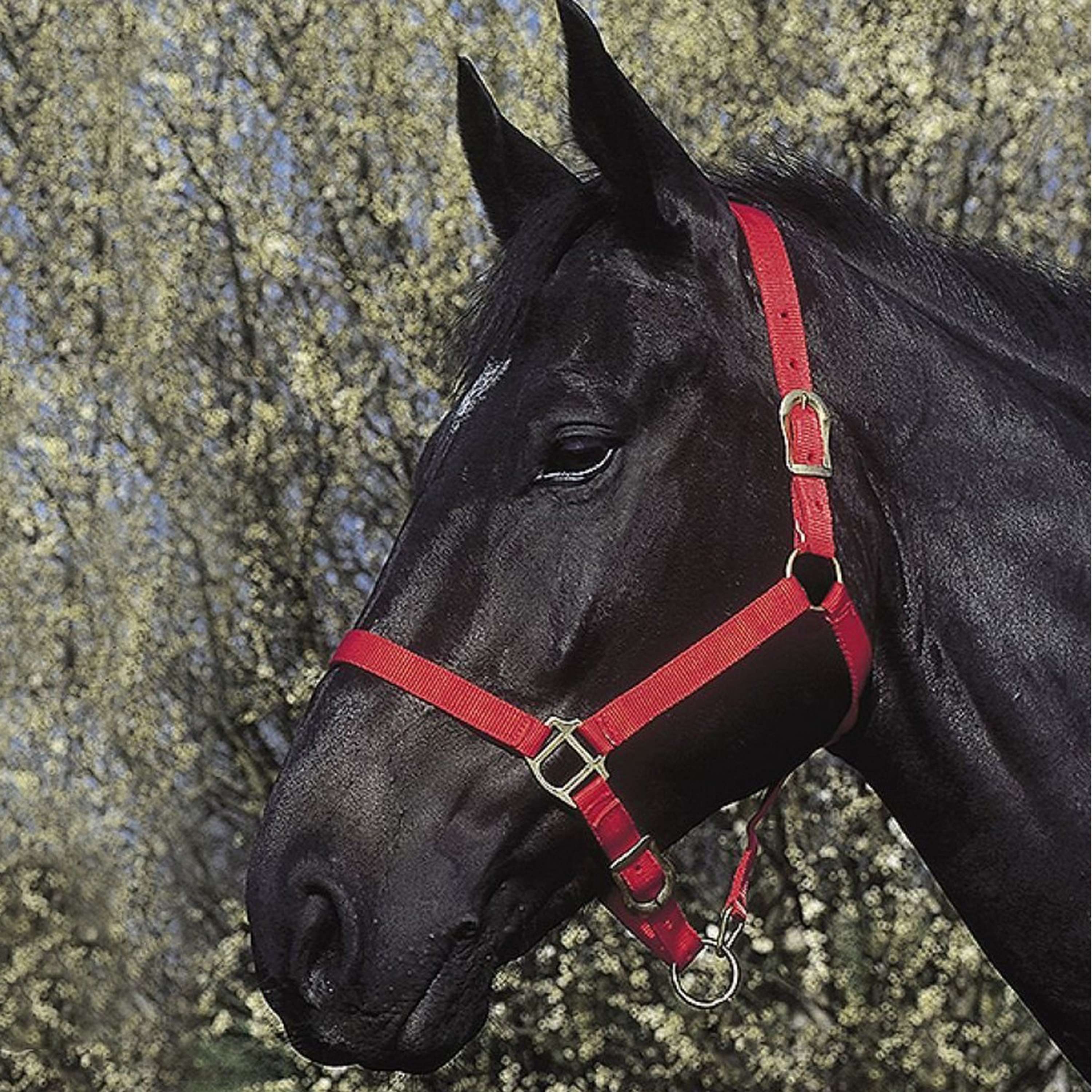 Riding World Capezzina Rosso - Image 3